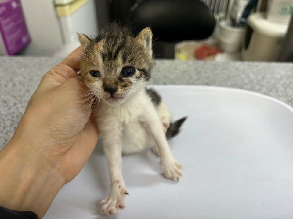[고양이] 한국 고양이 광주-북구-2025-00237 유기동물 배경 이미지 입니다.